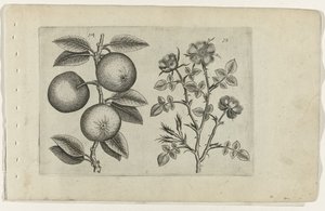 elma ve köpek gülü Cognoscite lilia (dizi adı) by Crispijn van de Passe (I) (attributed to)