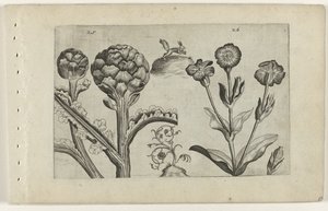 Artisjok en prikneus Zambakları bilin (dizi adı) by Crispijn van de Passe (I) (attributed to)