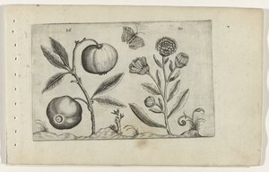 Assyrische appel en goudsbloem Zambakları bilin (dizi adı) by Crispijn van de Passe (I) (attributed to)