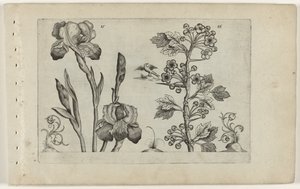 Bardiris ve coralmeidoorn Cognoscite Lily (dizi başlığı) by Crispijn van de Passe (I) (attributed to)