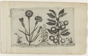 Bolderik en zure kers Zambakları bilin (dizi adı) by Crispijn van de Passe (I) (attributed to)