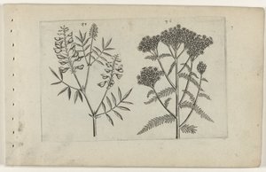 Boswikke en duizendblad Zambakları bilin (dizi adı) by Crispijn van de Passe (I) (attributed to)