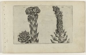 Thunderblade ve sığırkuyruğu Cognoscite lilia (dizi adı) by Crispijn van de Passe (I) (attributed to)