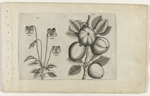 Üç renkli menekşe ve elma Cognoscite lilia (dizi adı) by Crispijn van de Passe (I) (attributed to)