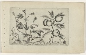 Dubbele akelei en temyiz Zambakları bilin (dizi adı) by Crispijn van de Passe (I) (attributed to)