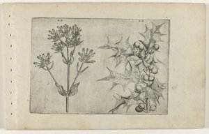 Centaury(?) ve Holly Cognoscite lilia (dizi adı) by Crispijn van de Passe (I) (attributed to)