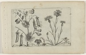 Erwt en korenbloem Zambakları bilin (dizi başlığı) by Crispijn van de Passe (I) (attributed to)