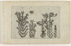 Ortak fundalık ve süpürge çalısı Cognoscite lilia (dizi adı) by Crispijn van de Passe (I) (attributed to)