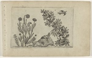 Gewone kamille en zuurbes Zambakları bilin (dizi adı) by Crispijn van de Passe (I) (attributed to)