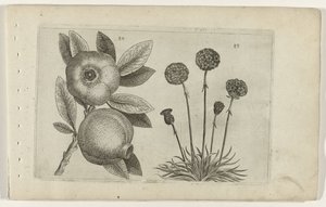 Granaatappel en Engels ciğeri Zambakları bilin (dizi adı) by Crispijn van de Passe (I) (attributed to)