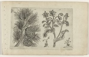 Grove den en bernagie Zambakları bilin (dizi adı) by Crispijn van de Passe (I) (attributed to)