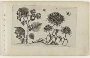 Hazel ve Sweet William Cognoscite lilia (dizi adı) by Crispijn van de Passe (I) (attributed to)