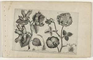 güller içinde hazelaar Cognoscite Lily (dizi başlığı) by Crispijn van de Passe (I) (attributed to)