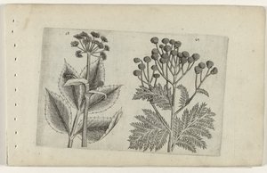 Hertswortel en boerenwormkruid Zambakları bilin (dizi adı) by Crispijn van de Passe (I) (attributed to)
