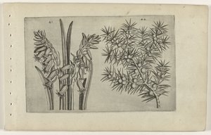 sümbül en jeneveres Zambakları bilin (dizi adı) by Crispijn van de Passe (I) (attributed to)