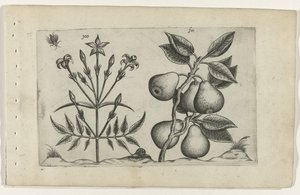 Yasemin ve armut Cognoscite lilia (dizi adı) by Crispijn van de Passe (I) (attributed to)