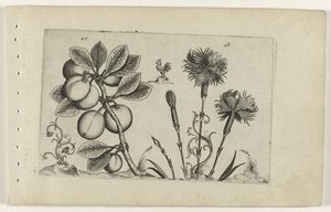 Kerspruim en tuinanjer Zambakları bilin (dizi adı) by Crispijn van de Passe (I) (attributed to)
