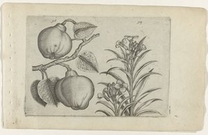 Kweepeer ve muurbloem Cognoscite Lily (dizi başlığı) by Crispijn van de Passe (I) (attributed to)
