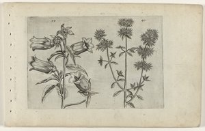 Mariette saat ve mercanköşk Cognoscite lilia (dizi adı) by Crispijn van de Passe (I) (attributed to)