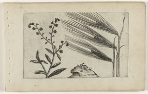 Bataklık unutma beni ve arpa Cognoscite lilia (dizi adı) by Crispijn van de Passe (I) (attributed to)