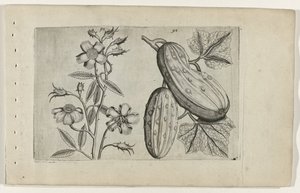 Muskusroos en komkommer Zambakları bilin (dizi adı) by Crispijn van de Passe (I) (attributed to)