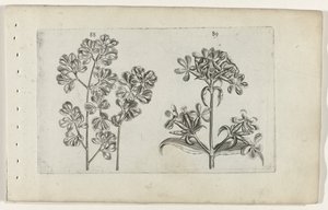 Duvar eğrelti otu ve sabun otu Cognoscite lilia (seri başlığı) by Crispijn van de Passe (I) (attributed to)