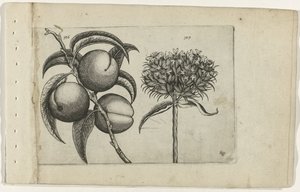 Şeftali ve yanan aşk Cognoscite lilia (dizi adı) by Crispijn van de Passe (I) (attributed to)