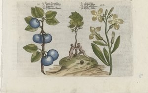 Pruim en muurbloem Erik Damasena / Leucojum (nesne üzerindeki başlık) Zambakları bilin (dizi adı) by Crispijn van de Passe (I) (attributed to)