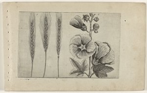 Rogge en stokroos Zambakları bilin (dizi adı) by Crispijn van de Passe (I) (attributed to)
