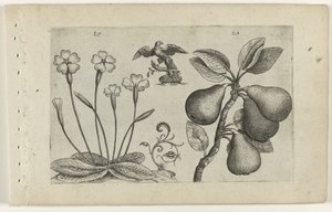 Sleutelbloem ve akran Zambakları bilin (dizi adı) by Crispijn van de Passe (I) (attributed to)
