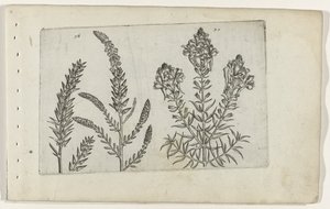 Tamarisk en vlasbekje Zambakları bilin (dizi adı) by Crispijn van de Passe (I) (attributed to)