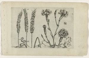 Tarwe en tuinanjer Zambakları bilin (dizi adı) by Crispijn van de Passe (I) (attributed to)