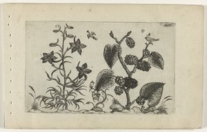 Yabani delphinium ve kara dut Cognoscite lilia (dizi adı)