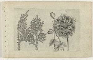 Yedi ağaç ve uyku topu Cognoscite lilia (dizi adı) by Crispijn van de Passe (I) (attributed to)