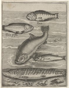 studieblad vijf vissen ile tanıştı Canlı Balık simgeleri (seri başlığı) by Crispijn van de Passe (I)