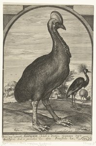 Willem Jacobsz tarafından getirilen Cassowary. Doğu Hint Adaları'ndan ve Prens Maurits'e verildi, 1614 by Crispijn van den Queborn (attributed to)
