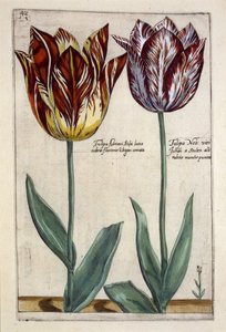 Tulipa Adriani Bilsi ve Tulipa Nob viri Johan a Seulen, 'Hortus Floridus'tan, yayınlanmış c.1614 (el renkli gravür)