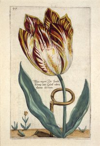 Tulipa Belediye Başkanı Do Jacobi Bommy, Plaka 47, 