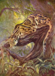 Hayvanat Bahçesinde: Bulutlu Leopar (renkli taş)