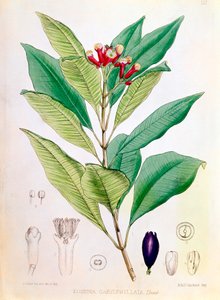 Karanfil, Syzygium aromaticum Eugenia carophyllata çiçek tomurcuğu by D Blair