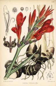 Hint shot, achira veya meeru, Canna indica (Canna edulis). Robert Bentley ve Henry Trimen's Medicinal Plants, Londra'dan David Blair'in botanik illüstrasyonundan sonra Hanhart'ın el boyaması litografisi by D. Blair