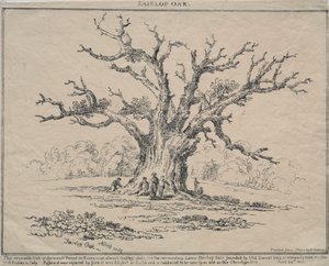 Fairlop Meşe by D. H. Redman
