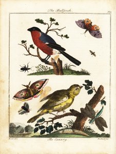 Şakrak kuşu, kanarya, kelebek, güve vb. 1792 (gravür)
