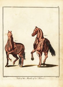 Bir atın kas yapısı. 1792 (gravür)