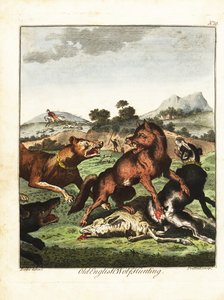 Eski İngiliz kurt avı. 1792 (gravür)