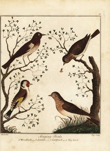 Ötücü kuşlar: toygar, kuş tüyü, saka kuşu, gök kuşu. 1792 (gravür)