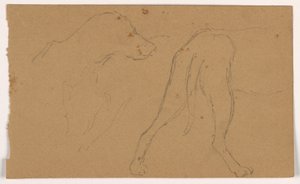 Çizim, Milo (bir Pointer), Baş ve Gövde, yaklaşık 1862 by Daniel Huntington