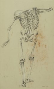 İskelet Çalışması, c.1848 (karton üzerine monte edilmiş taba rengi kağıt üzerinde tebeşir ve pastel boya) by Daniel Huntington