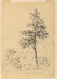 Hemlock, Gorham, New Hampshire