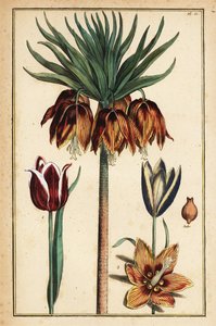 Kraliyet zambağı, Fritillaria Imperialis ve laleler, Tulipa gesneriana